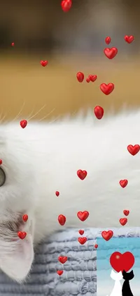 sweet White cat Live Wallpaper