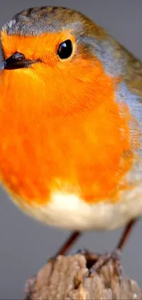 Bird Beak Orange Live Wallpaper