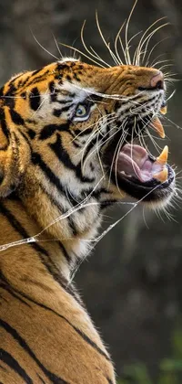 Roar Bengal Tiger Siberian Tiger Live Wallpaper