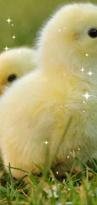 Birds  Live Wallpaper