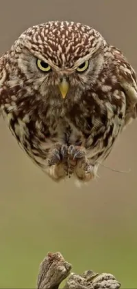 Head Bird Owl Live Wallpaper