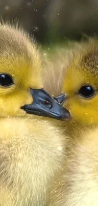 Cute Ducklings Live Wallpaper