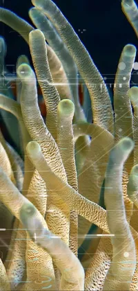 Organism Underwater Terrestrial Plant Live Wallpaper