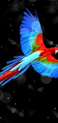 Parrot Love Live Wallpaper