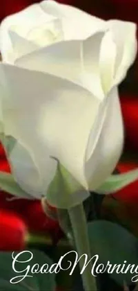 Flower Plant Petal Live Wallpaper