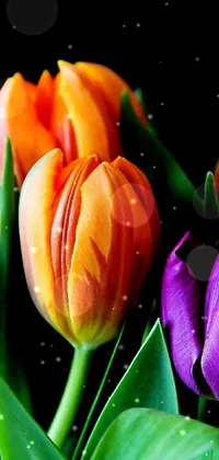 Adorable Tulips  Live Wallpaper