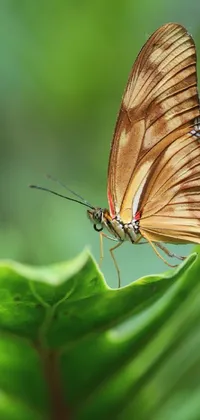 Butterfly Live Wallpaper