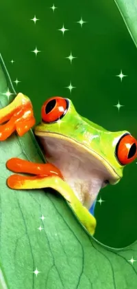 Red-eyed Tree Frog Green Agalychnis Live Wallpaper