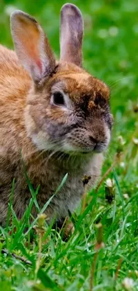 Rabbit Audubon's Cottontail Plant Live Wallpaper