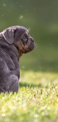 adorable pup Live Wallpaper