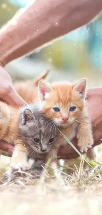 little kittens Live Wallpaper