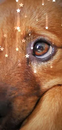 cute dog in stars Live Wallpaper