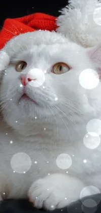 Christmas cat Live Wallpaper