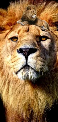 lions Live Wallpaper