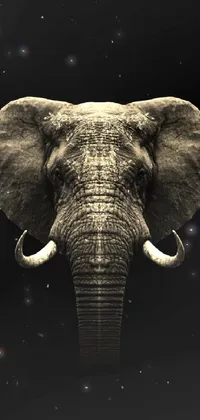 Elephants And Mammoths Elephant Working Animal Live Wallpaper