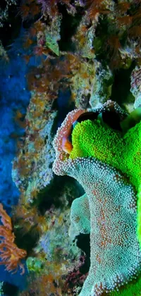 Water Green Marine Invertebrates Live Wallpaper