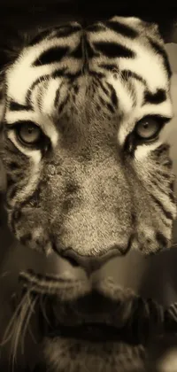 Siberian Tiger Bengal Tiger Eye Live Wallpaper