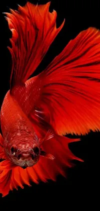 Gold Fish Live Wallpaper - free download