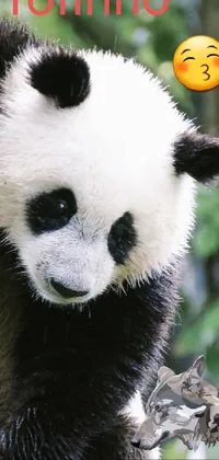 panda fofo Live Wallpaper