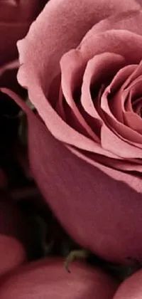 Flower Plant Petal Live Wallpaper