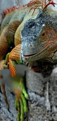 Iguana Live Wallpaper