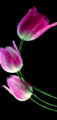 Flower Plant Petal Live Wallpaper