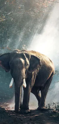 Elephant Live Wallpaper