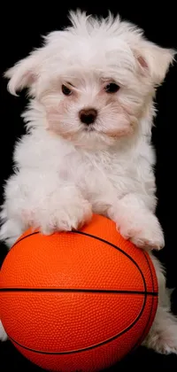 Dog Basketball Dog Supply Live Wallpaper