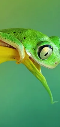 Eye Reptile Frog Live Wallpaper