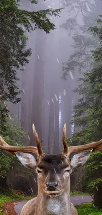 Deer On Rainy Forest Road Live Wallpaper