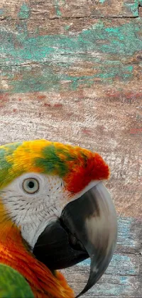 Bird Beak Parrot Live Wallpaper