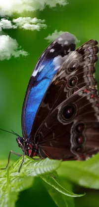 butterfly dream   🦋😴💭 Live Wallpaper