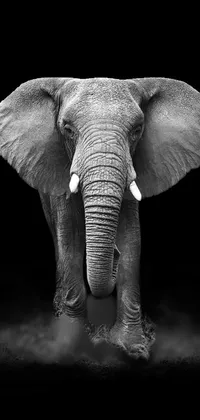 Hair Elephant Head Live Wallpaper