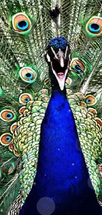 Laughing peacock  Live Wallpaper