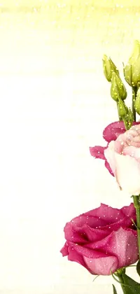 Flower Petal Creative Arts Live Wallpaper
