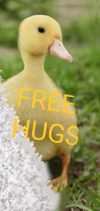 This duck is lonley Live Wallpaper