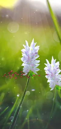 Nature cute Live Wallpaper