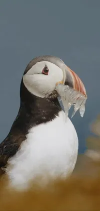 Puffin Atlantic Puffin Auk Live Wallpaper