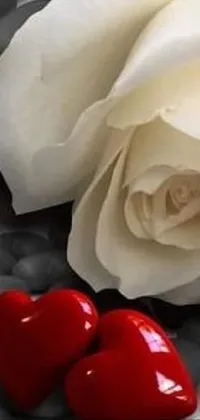 Flower Plant White Live Wallpaper