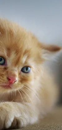 little furry guy Live Wallpaper