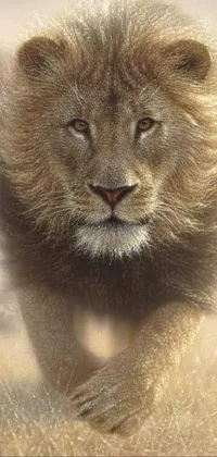 Felidae Lion Carnivore Live Wallpaper