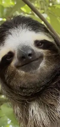 Sloth Three-toed Sloth Two-toed Sloth Live Wallpaper