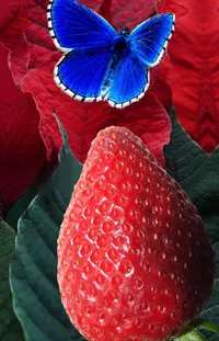 Pollinator Blue Insect Live Wallpaper - free download