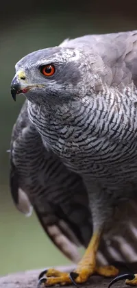 This stunning live wallpaper features a close-up of a majestic bird of prey with grey skin, sharp claws and tail in the mid-shot