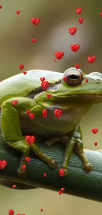 Agalychnis Frog Liquid Live Wallpaper