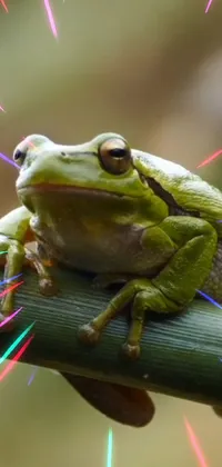 The Frog on a Stick live wallpaper is a vibrant and playful addition to your phone