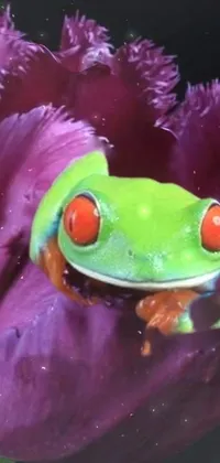 Agalychnis Purple True Frog Live Wallpaper