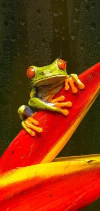 Agalychnis Red-eyed Tree Frog Frog Live Wallpaper