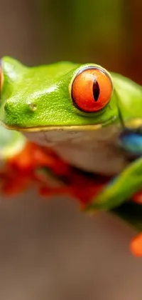 Agalychnis Red-eyed Tree Frog Head Live Wallpaper