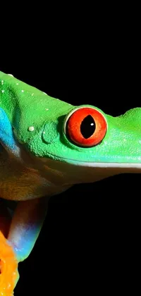 Agalychnis Red-eyed Tree Frog Organism Live Wallpaper